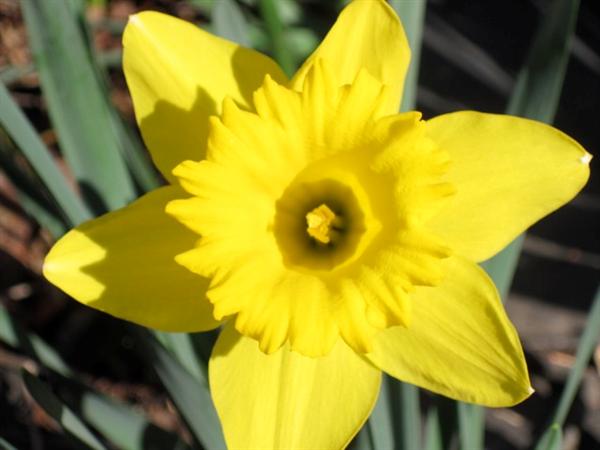 daffodil 