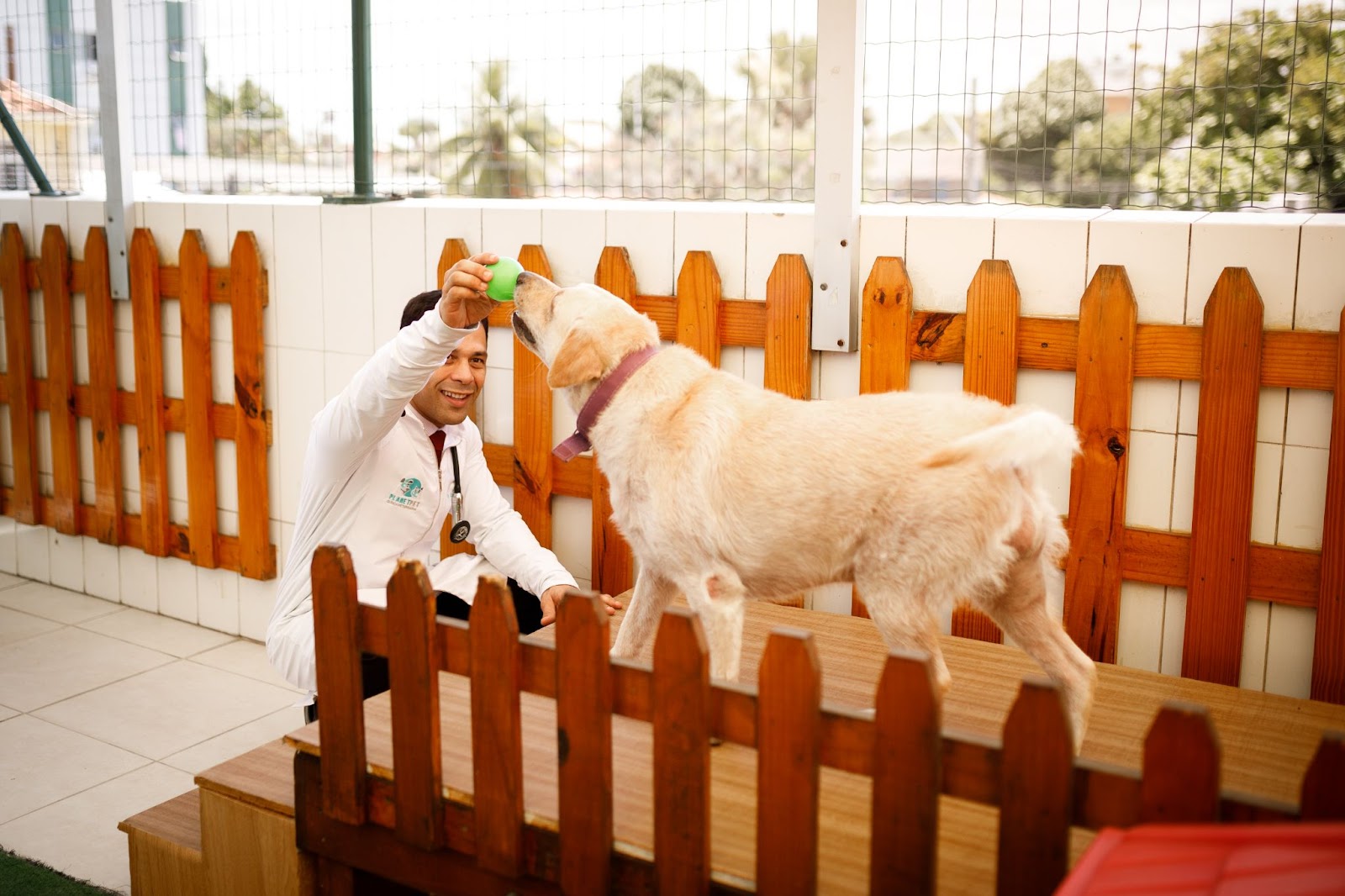 veterinário segura bola verde para labrador com obesidade