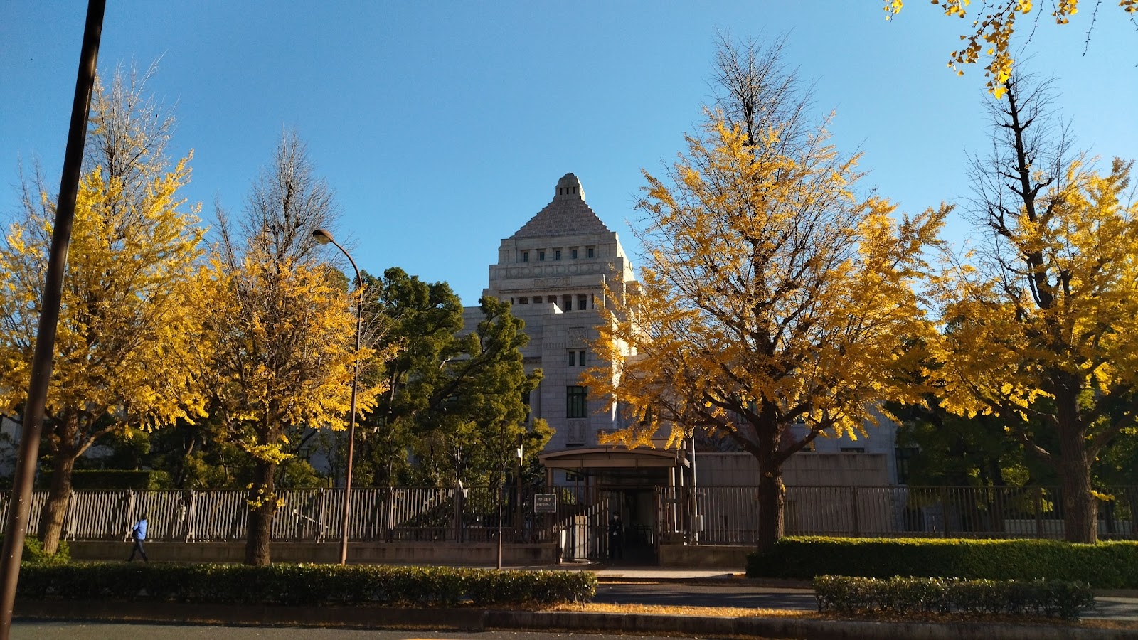 永田町、国会周辺のイチョウ並木