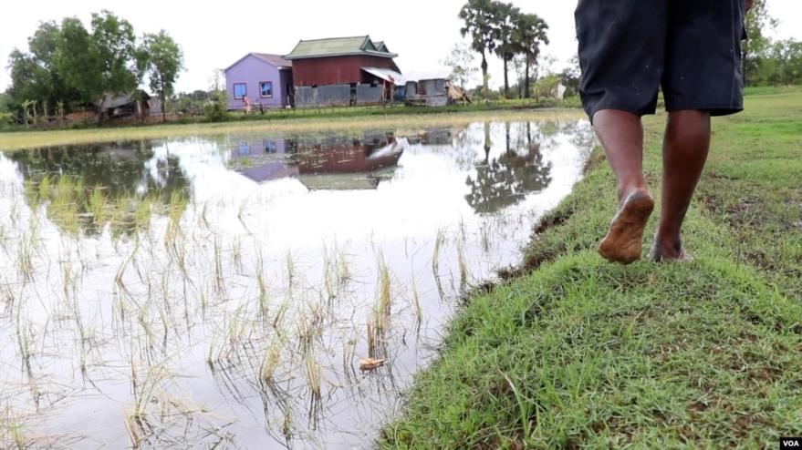 Một cánh đồng bị nhiễm mặn ở Campuchia.