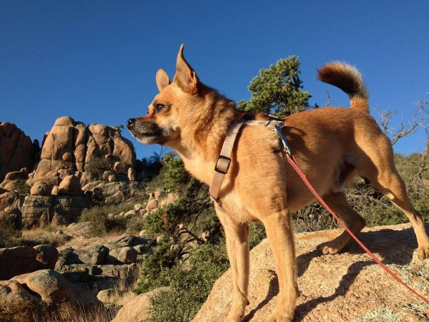 Hiking with your dog: the necessary equipment
