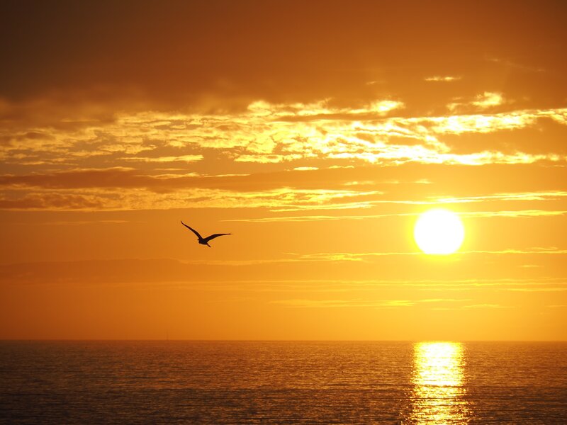 Image of a free spirit bird flying into the sunset