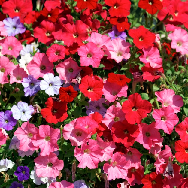 Geranium (Pelargonium)