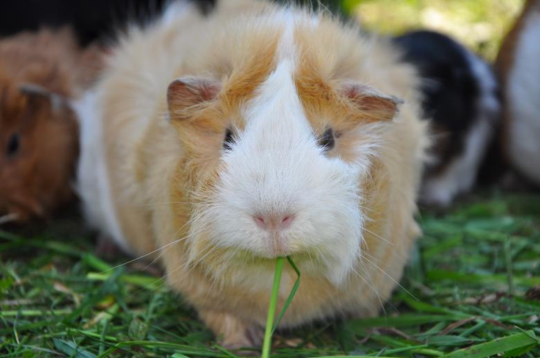 can guinea pigs eat turnip greens