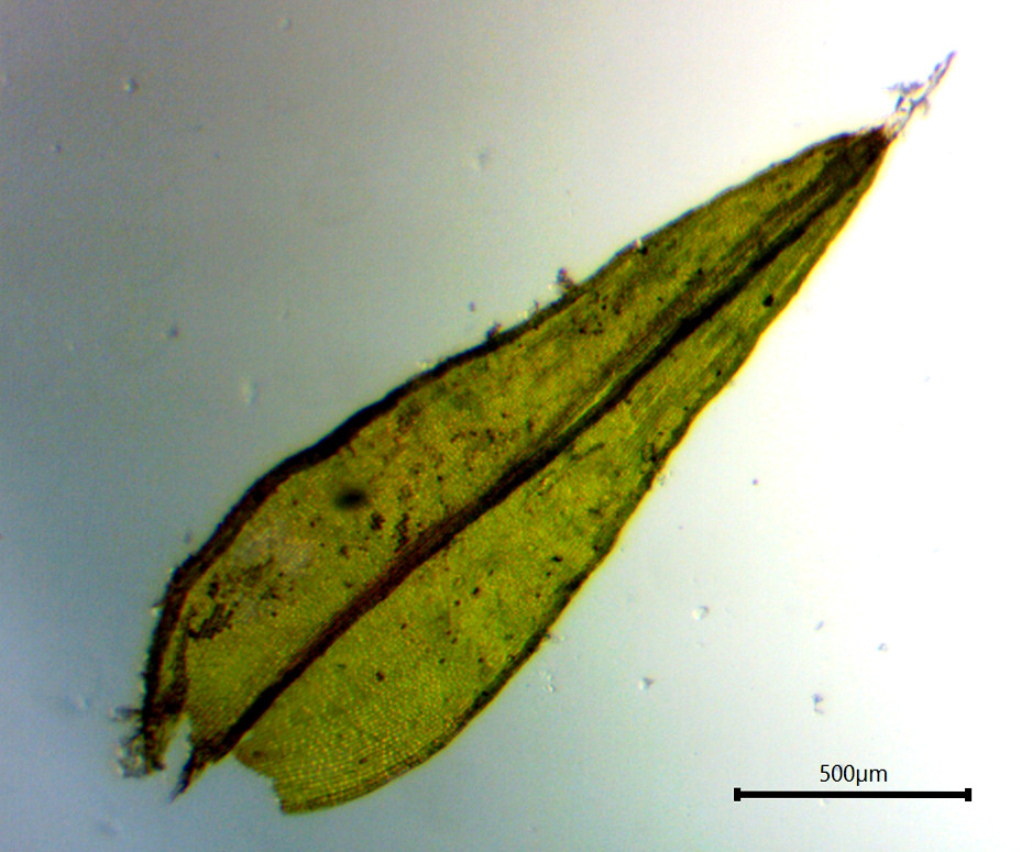 Scistidium apocarpum w hyalin tip cropped.jpg