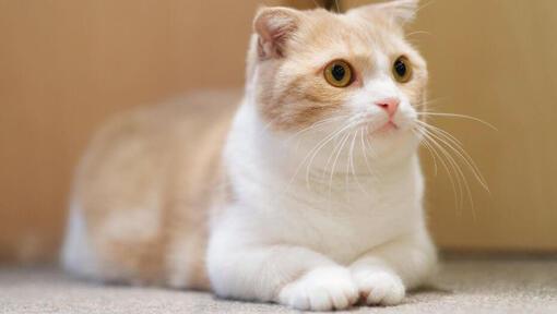 แมวมันช์กิ้น ข้อมูลของแมวสายพันธุ์ขี้เล่นขนาดกลาง ขาสั้นป้อม | Purina