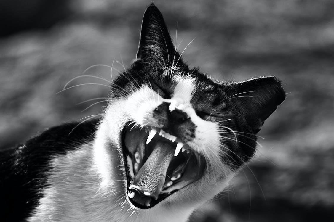 бесплатная Серая фотография кошки, показывающей рот Стоковое фото