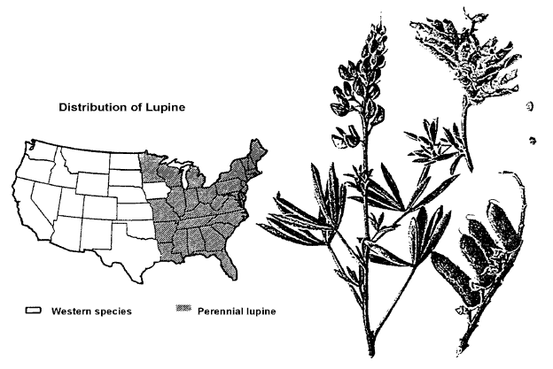All the species of Lupine are supposed to be poisonous, and are the cause of the larger part of the heavy losses of sheep during the late summer and fall months