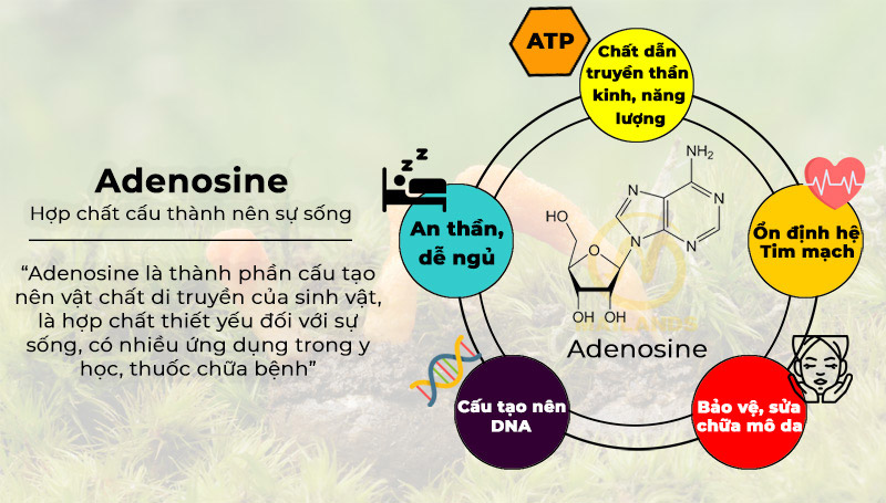 Thông tin về hợp chất adenosine trong ĐTHT