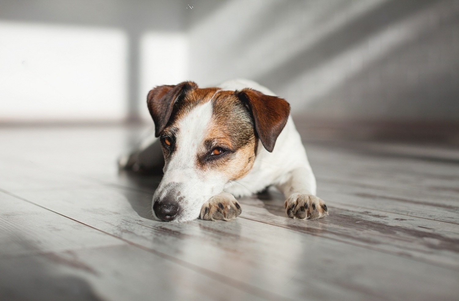 Symptoms Of Late Stage Heartworms In Dogs 5 RB9a5 7UqiJ fEC393RIoeSyWaH3iI QvU54l3
