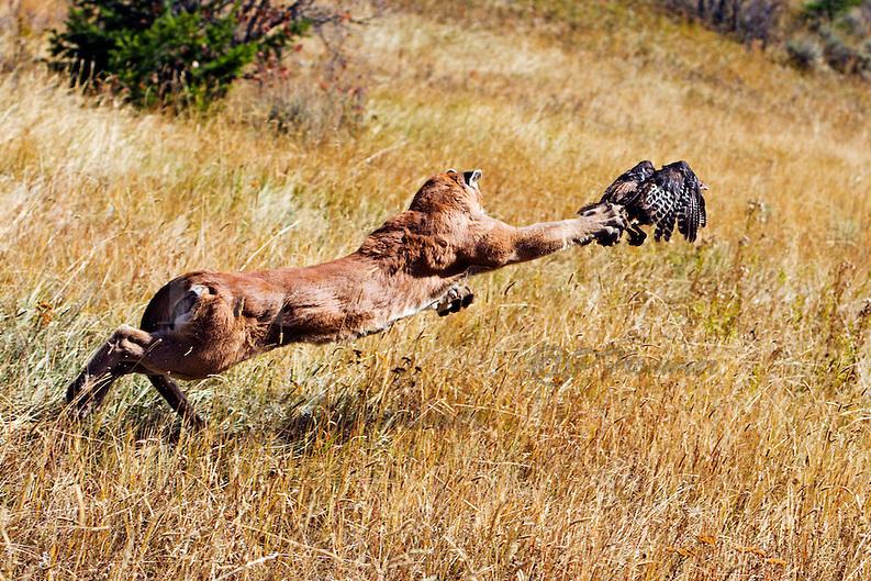 Mountain lion chasing wild turkey just misses, claws brushing across turkeys tail