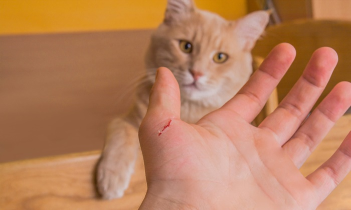 3. อย่าให้แมวข่วน แผลเล็กๆ อาจจะนำไปสู่โรคร้าย