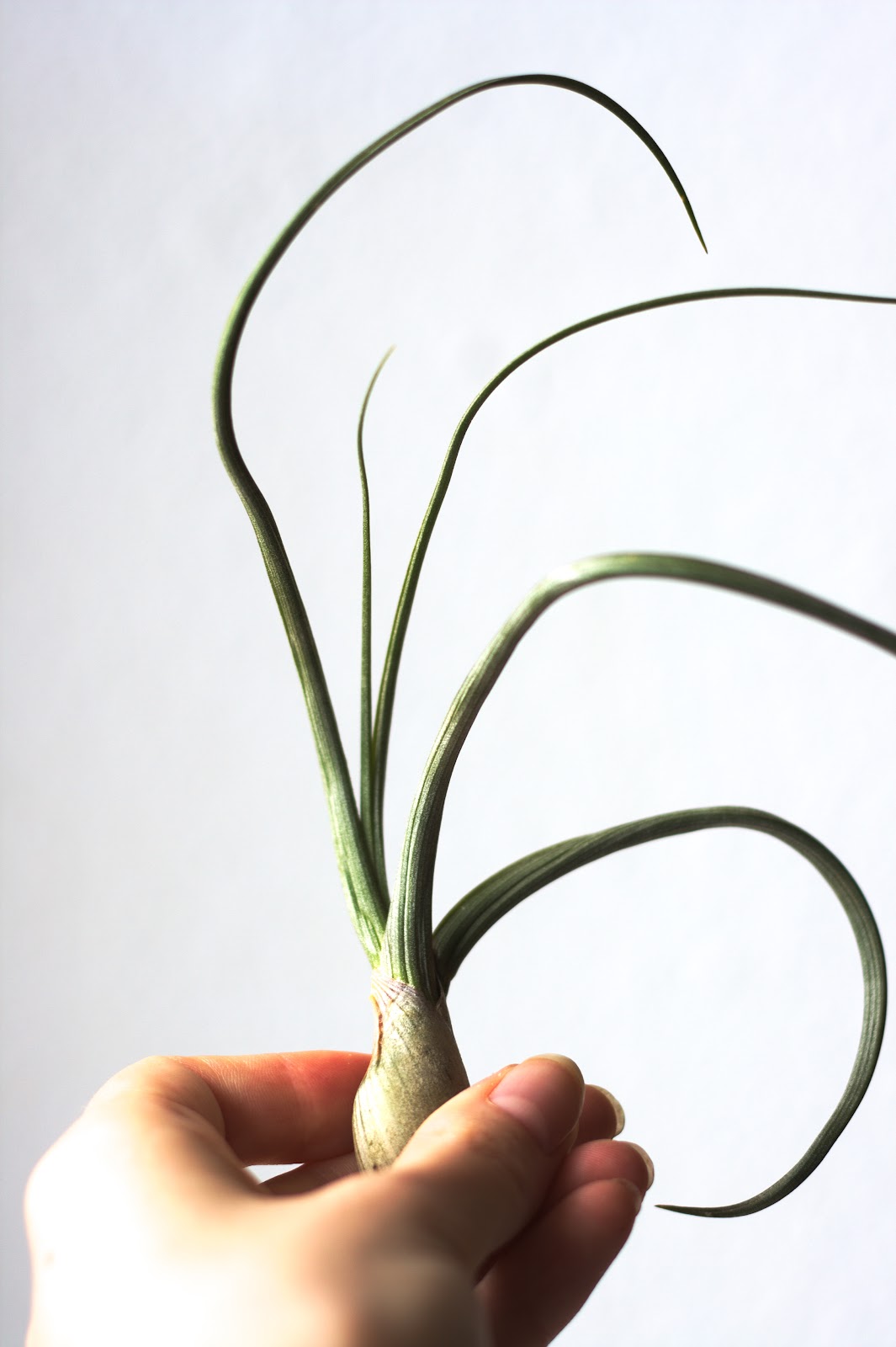 Tillandsia pseudobaileyi air plant