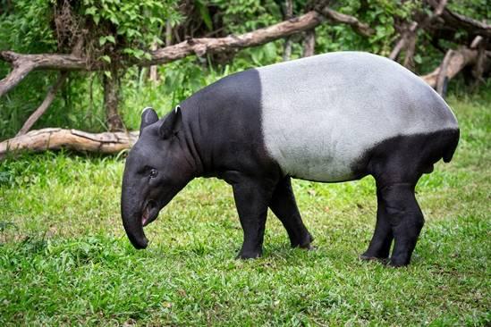 Image result for malayan tapir southeast asia