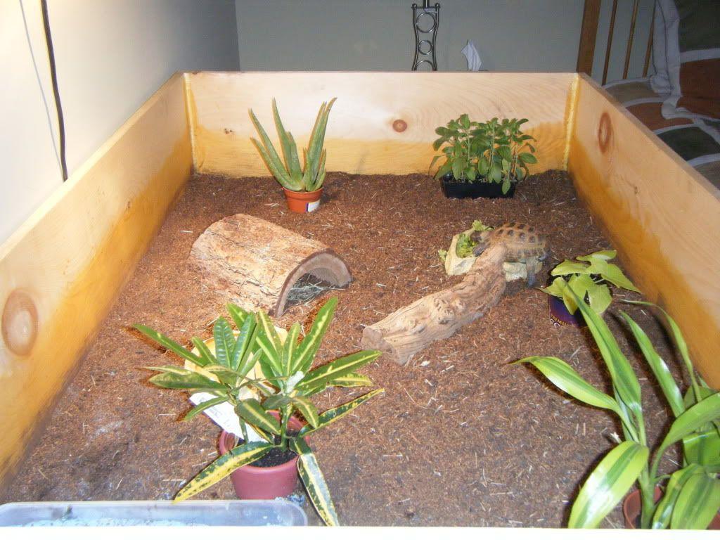 Image result for russian tortoise enclosure