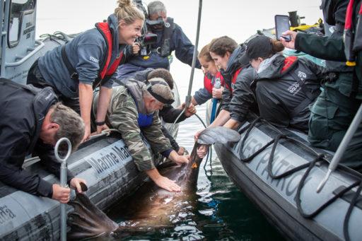 10 questions with a marine mammal rescue expert | Cottage Life