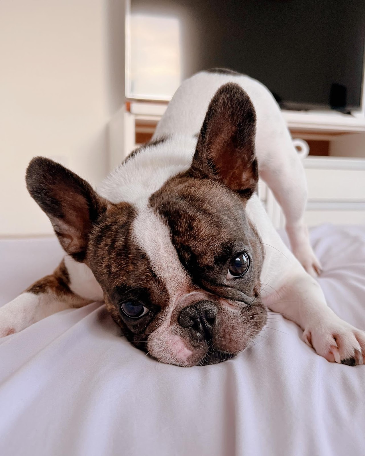 Photo by ᑭIᗰᑭᗩO ???? in Alarm Clock. May be an image of Boston terrier and bull terrier.