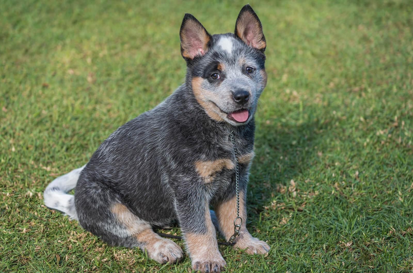 average weight of a blue heeler