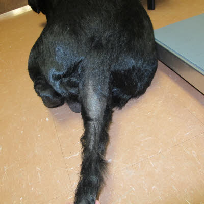 Stud tail treatment clearance dogs