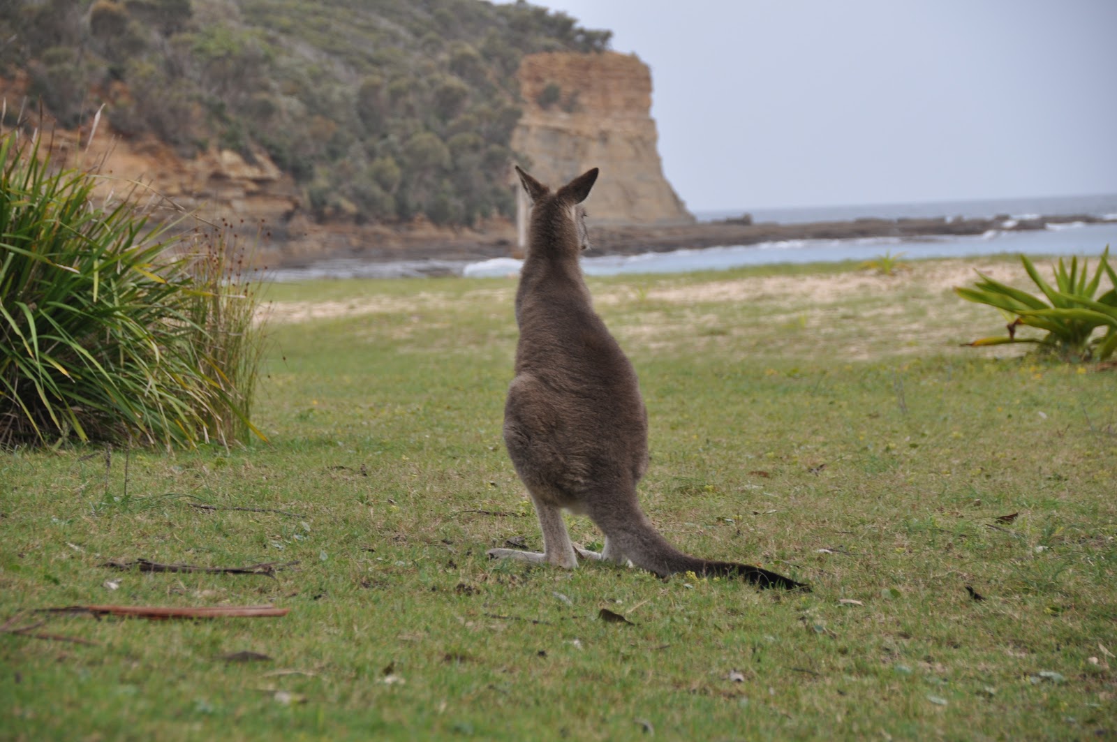 kangaroo looking at ocean pebbly beach australia batemans bay