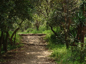 Bosques de México - Wikipedia, la enciclopedia libre