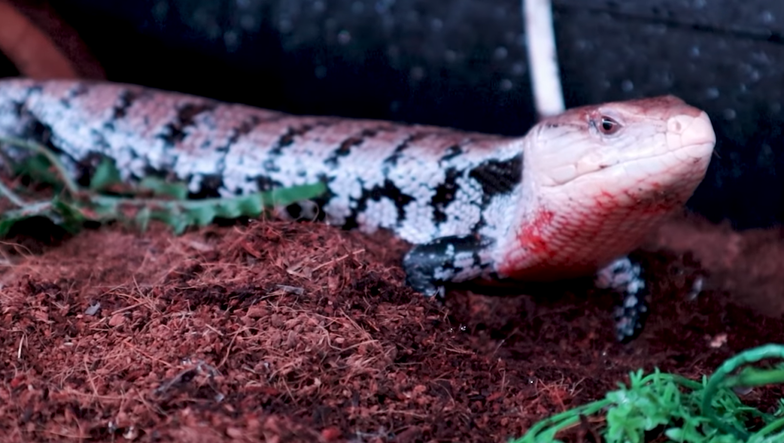 Blue tongue skink in enclosure