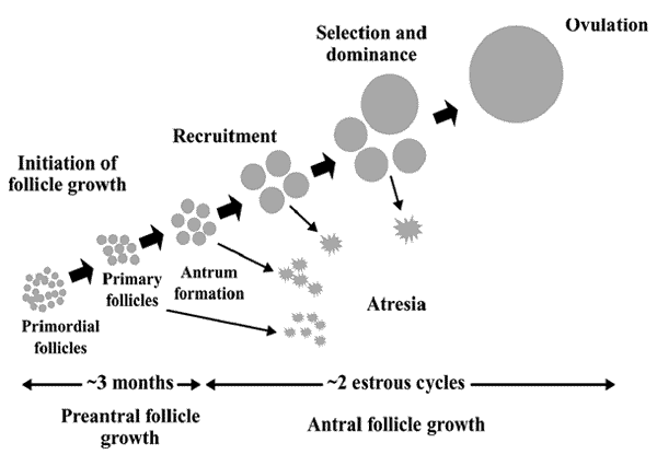 Fases del desarrollo folicular