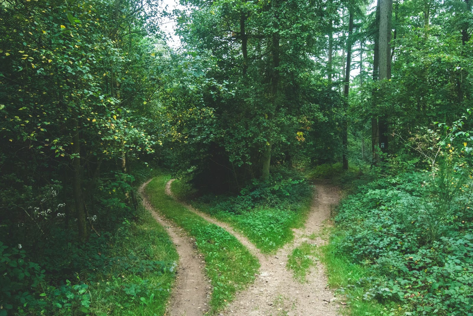 Two dirt roads separating in the forest