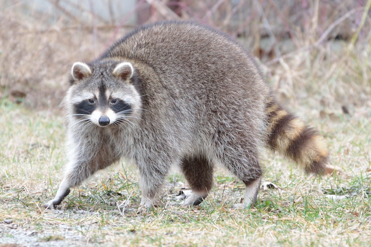 Raccoons In The Winter