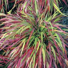 Beni Kaze Japanese Forest Grass | Gurney's Seed & Nursery Co.