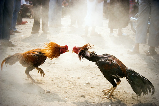 Trận đấu đá gà được phát trực tiếp trên trang dagacampuchia