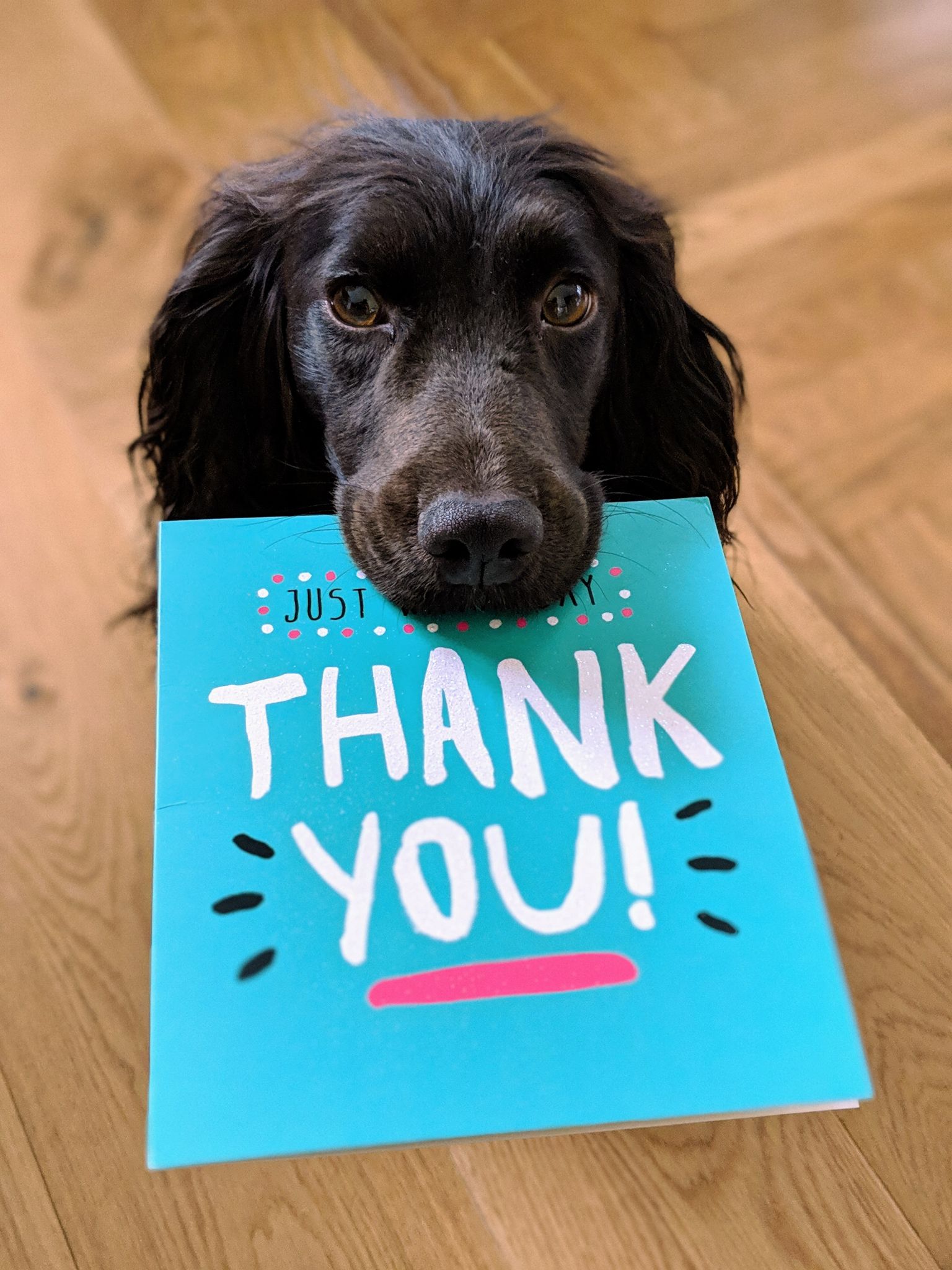 A picture of a black dog, staring at the camera, holding a blue greeting card in his mouth that says Thank You
