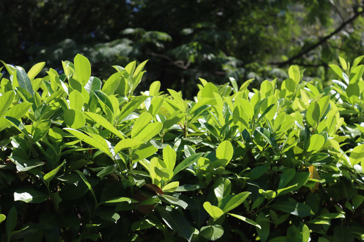 Sviežo zelené listy stálozeleného kríka vavrínovca