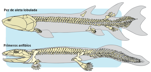 Evolución de peces con aletas lobuladas a anfibios tempranos