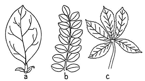 a - Simple leaf, complete with stipules. b - Pinnately compound leaf. c - Palmately compound leaf