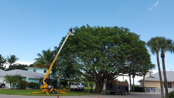 Professional Tree Services - Help You Maintain the Trees in Your Yard
