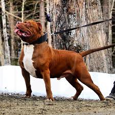 top three biggest pitbulls in the world