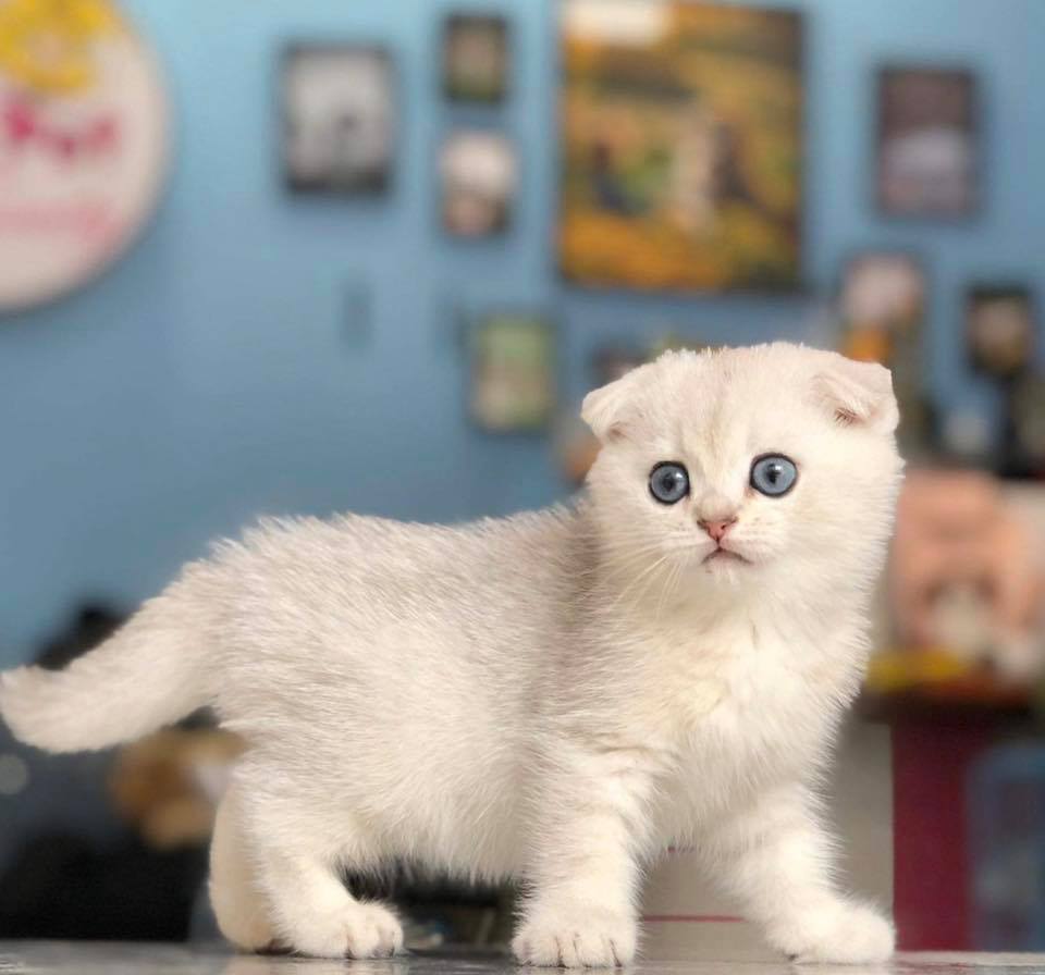 Mèo Anh Lông Ngắn , Màu Silver , Silver Tabby - 1 Phút Tiết Kiệm Triệu Niềm  Vui
