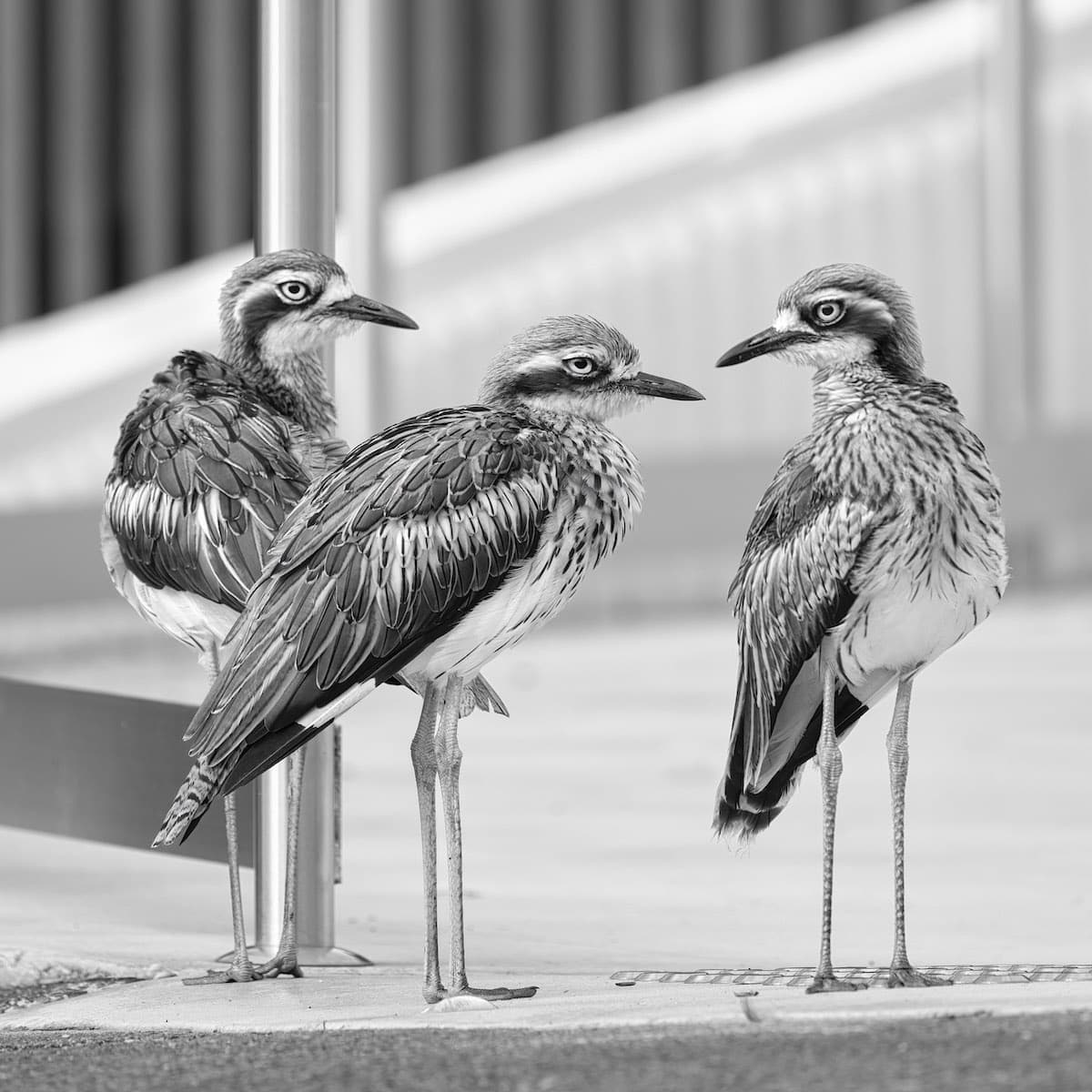 Group of Bush-Stone Curlews in a Car Park