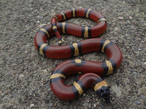 Image result for mexican milk snake