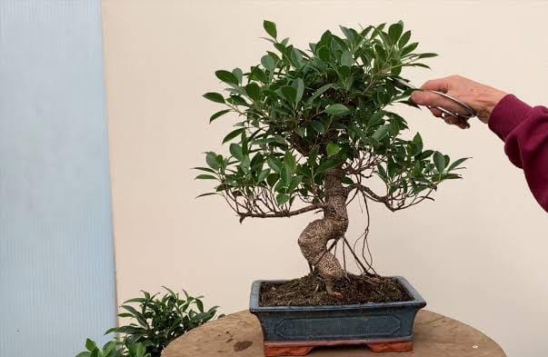 Cómo cuidar el árbol bonsái Ficus Retusa