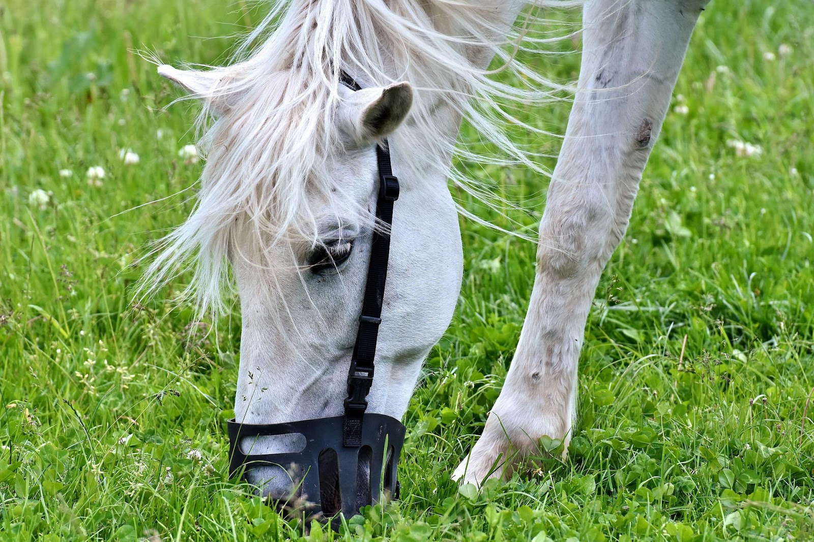 grey horse wears grazing muzzle to prevent founder 