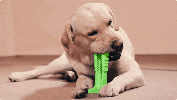 Петрос Дерцакян (Petros Dertsakyan) придумал специальную зубную щетку для собак