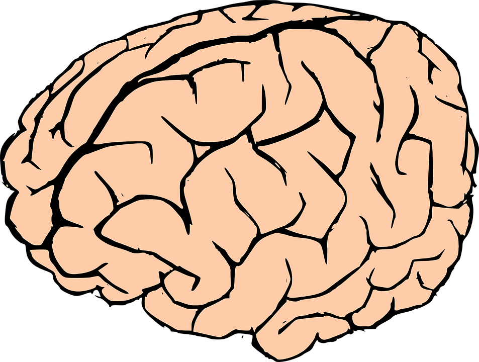 Free vector graphic: Brain, Human Brain, Knowledge - Free Image on ...