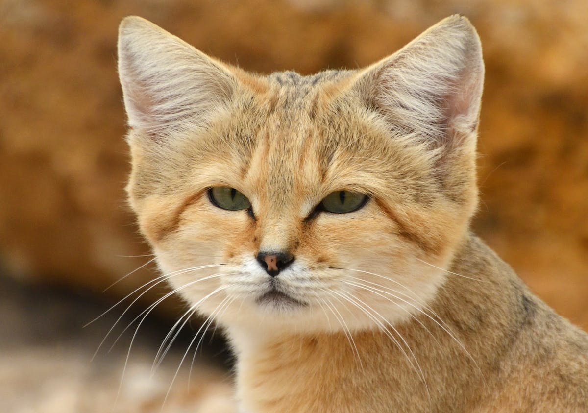 Sand cats: the cute, but fierce felines hunting viper snakes | One Earth