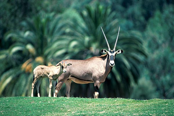 Fringe-eared oryx and offspring