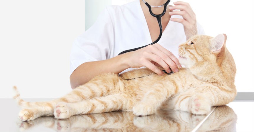 Đưa mèo đi khám bác sĩ thú y thường xuyên