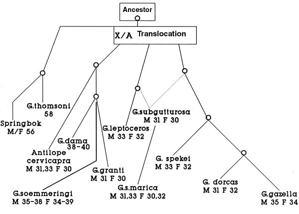 Diagram of postulated chromosomal evolution in some gazelles