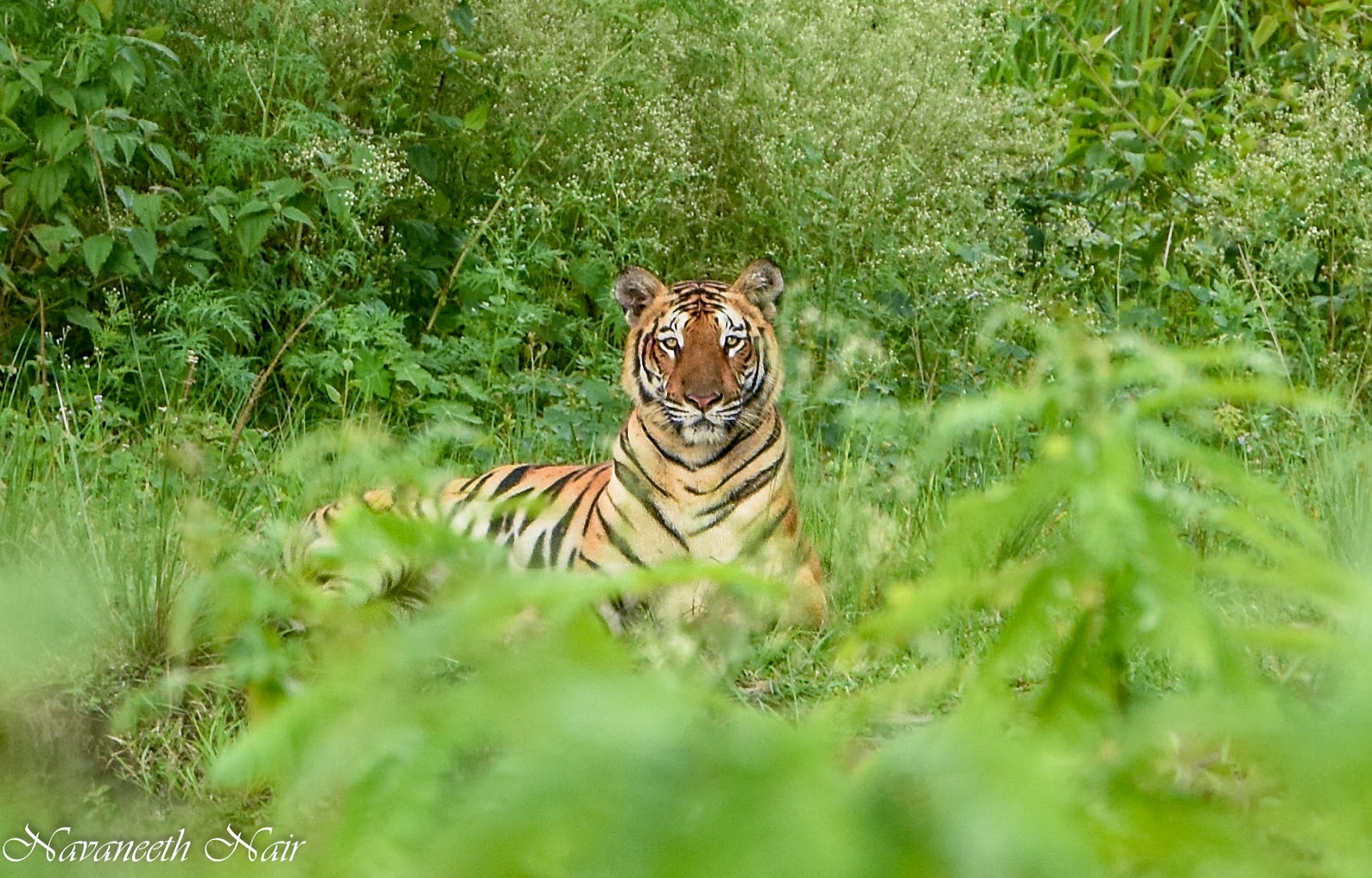 Wayanad tiger