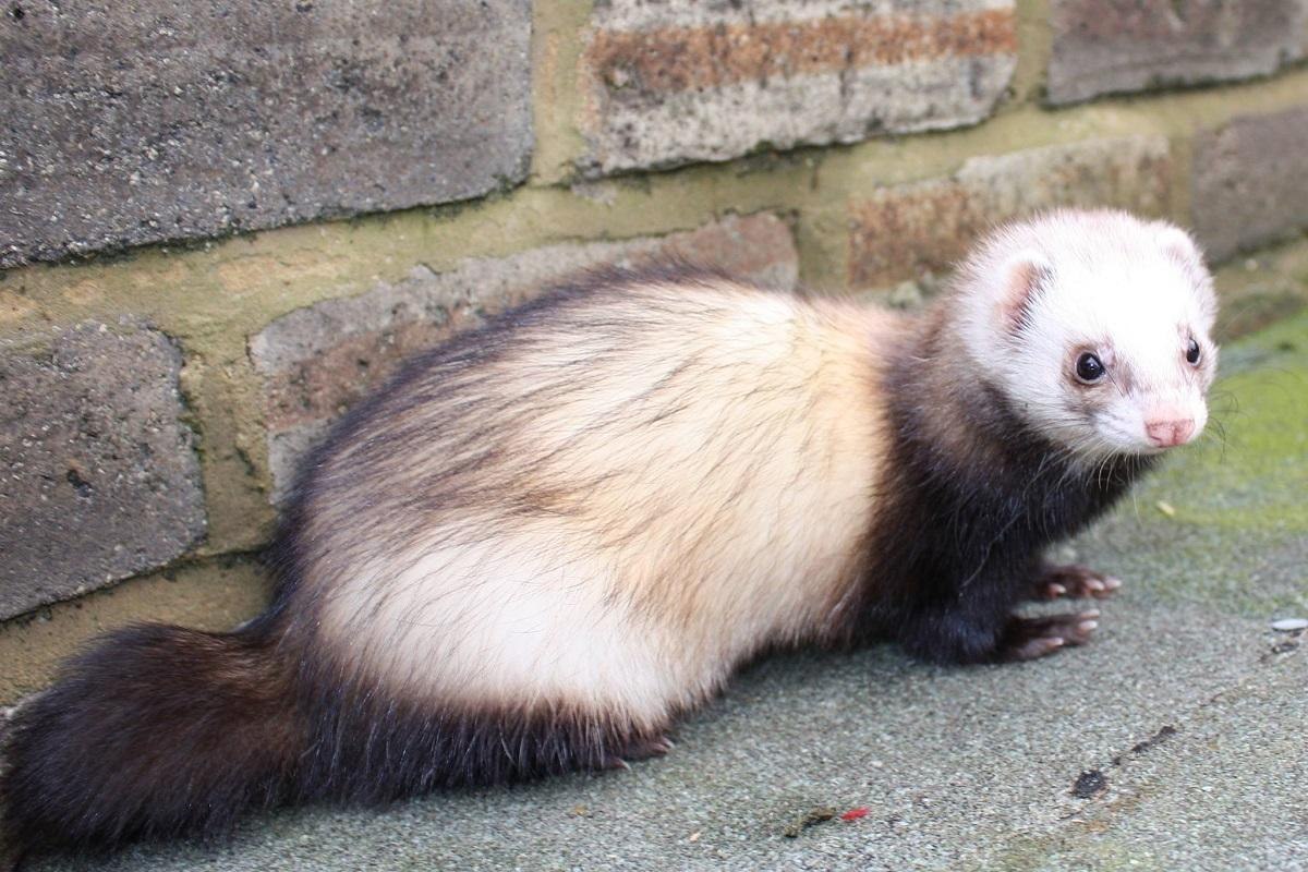 Ferrets Law In California